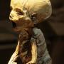 Einzigartig! Der gut erhaltene Körper des Babys ist die wichtigste Mumie des Museums, da es keine so gut erhaltene kleine Mumie weltweit gibt.